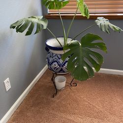 Monsterra Plant, Ceramic Pot And Plant Stand