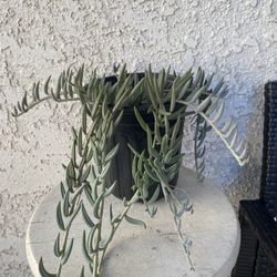 1 Gallon Pot Succulent Plant - Senecio Radicans Hybrid - String of Fish Hooks - Trailing Succulent - Drought Resistant - Established Plant - 🪴  
