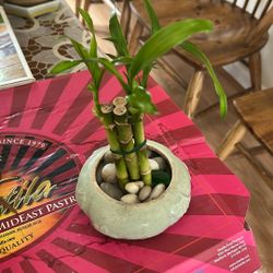 Lucky Bamboo Plant