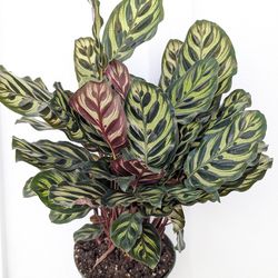 Calathea Makoyana Peacock Plant 6" Pot - Indoor House Plants