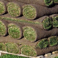 fresh sod cut every morning 