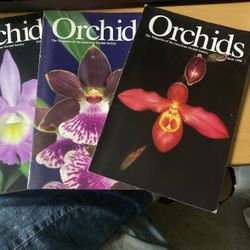 5 Years Of 1990’s Orchid Digest. 