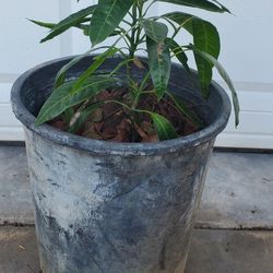 Kent Mango Plant