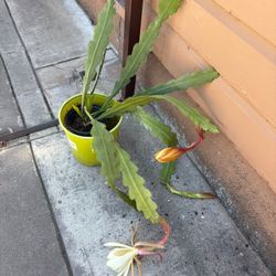 Big Epiphyllum Orchid