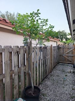 7 foot Gumbo Limbo  Free  Tree.   In Davie