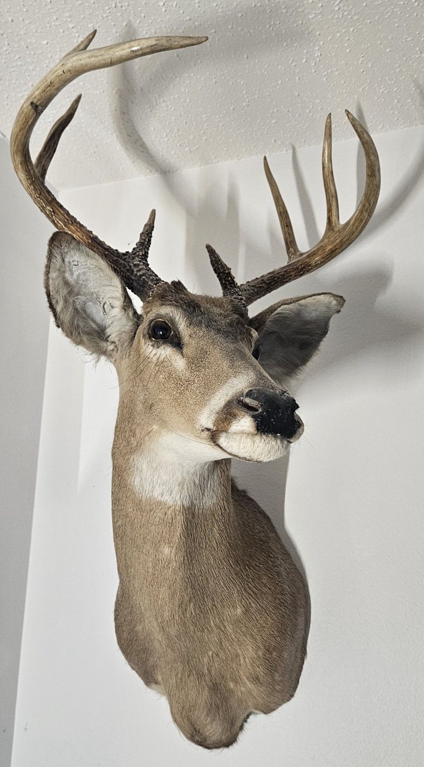 8 Point Whitetail Deer Buck Shoulder Mount Taxidermy