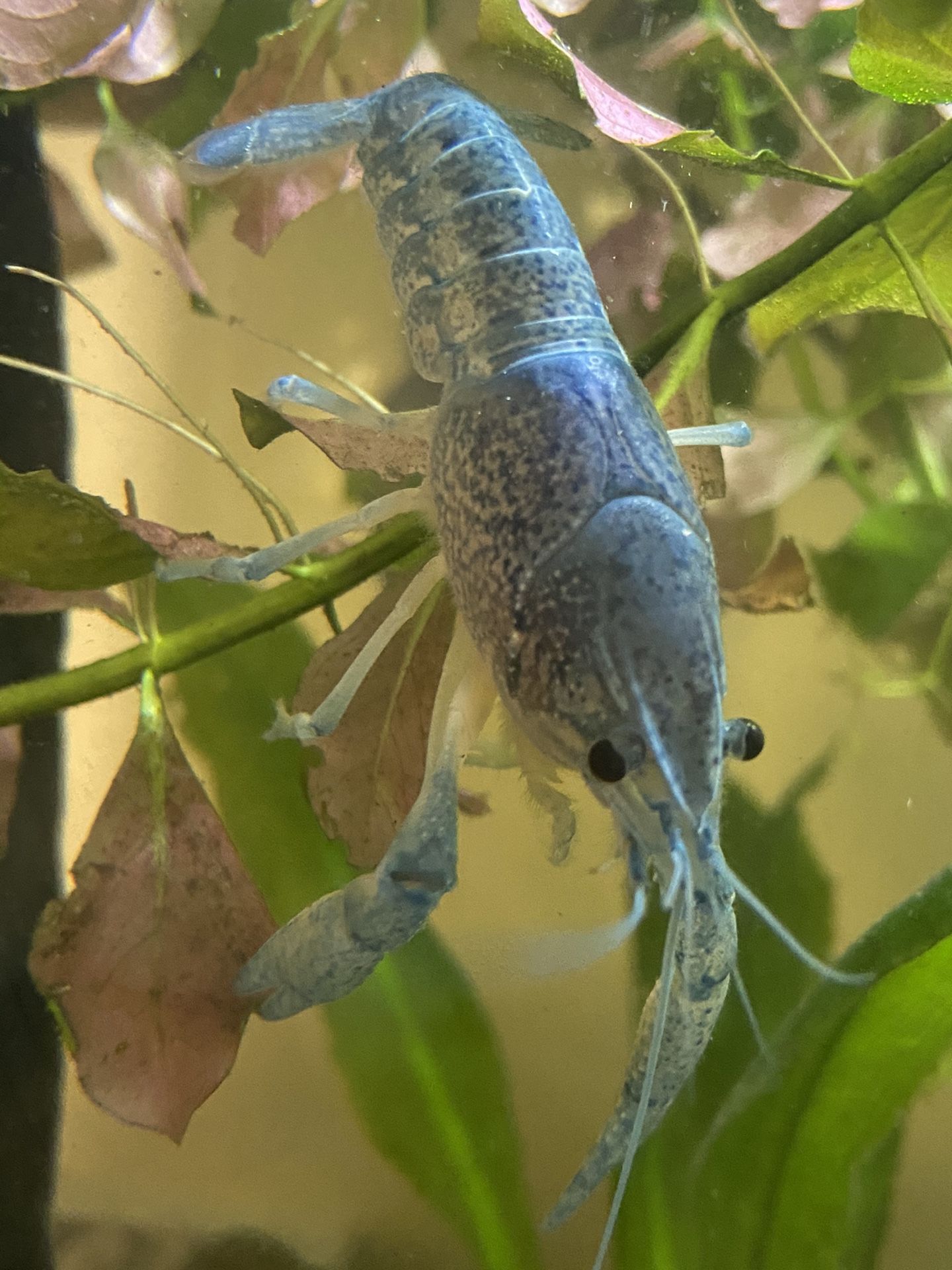 Baby Blue Crawfish / Crayfish Freshwater Lobster / Young Adult Electric Blue Crayfish