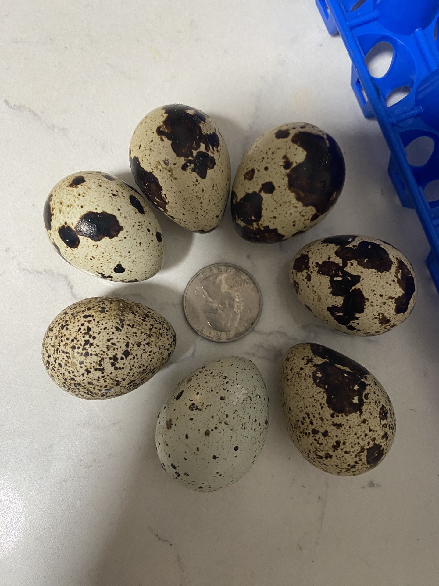 Jumbo Quail Eggs