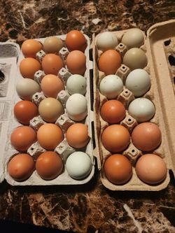 Free 🥚