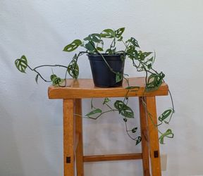 Monstera Adansonii