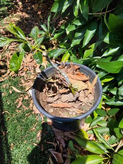 Jan Boyce Avocado Tree