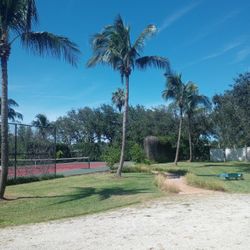 Pruning Palm Trees And Trees 