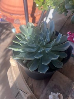 glaucous echeveria