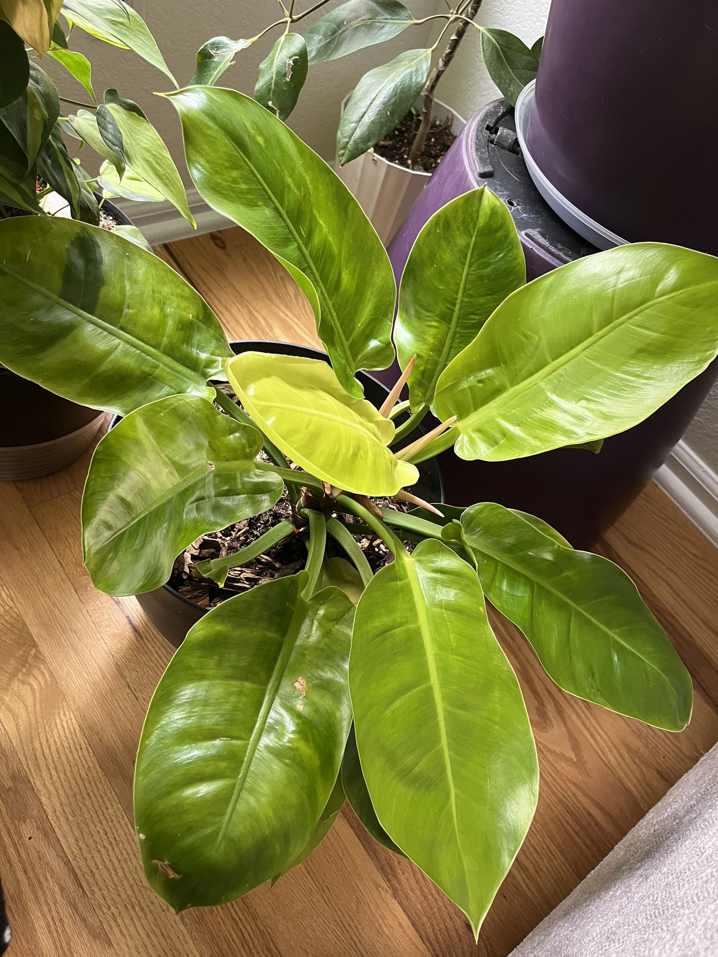 Plants