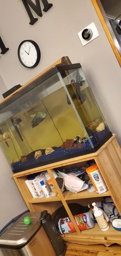 55 gallon tank