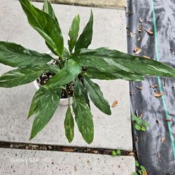 Spathiphyllum Peace Lily Potted Plant
