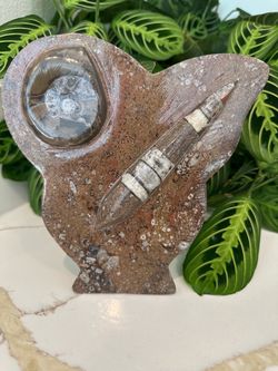 New, beautiful fossil display. With Ammonite and orthoceras.