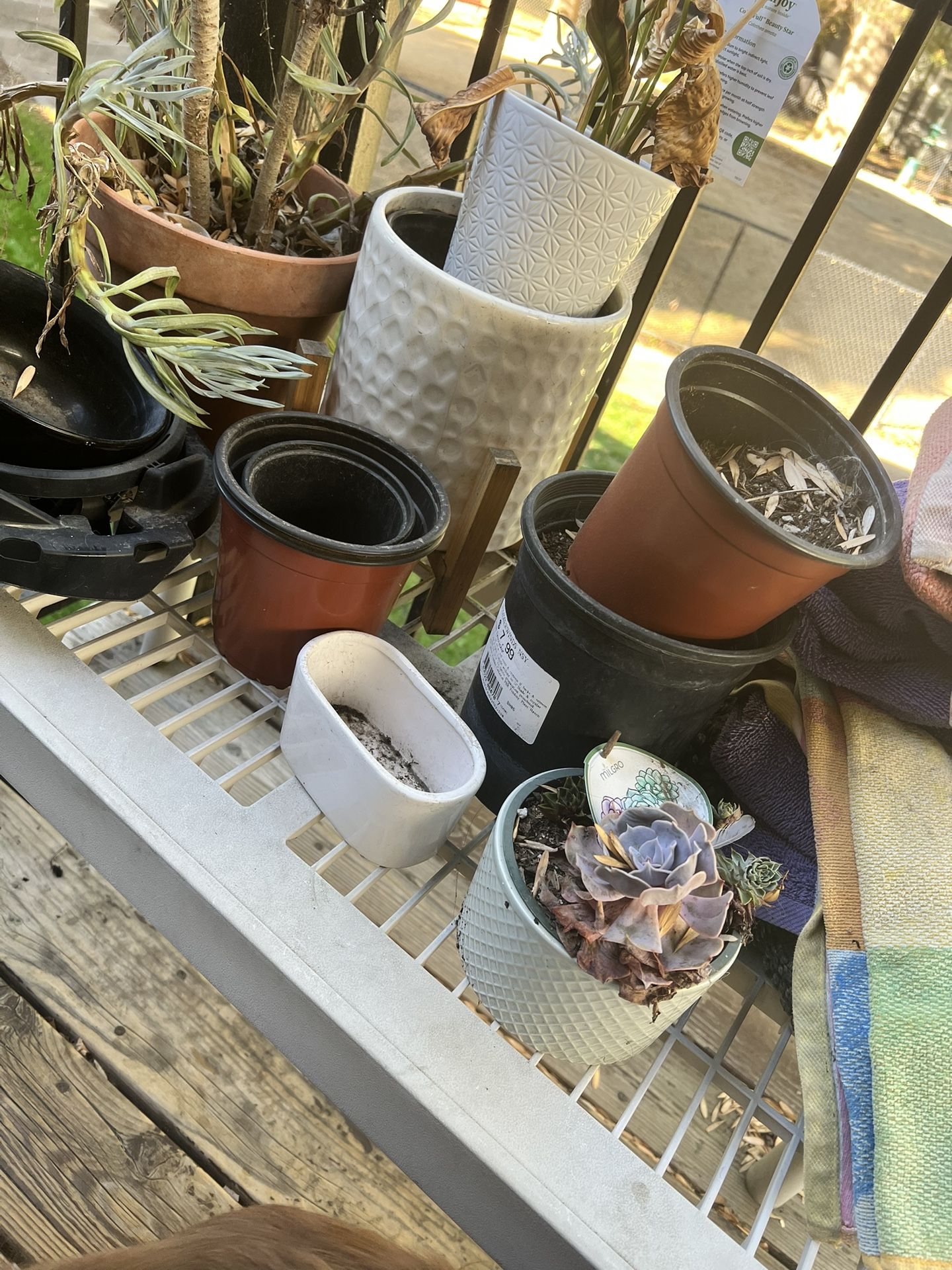 Plant Pots (free)