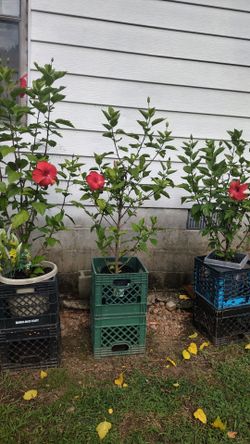 Tropical habiscus and others