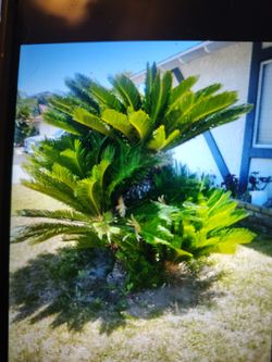 Sago Palms