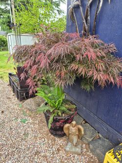 Large Red Japanese Maple