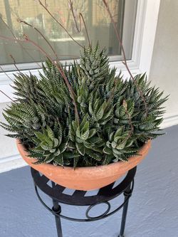 Haworthia Fasciata — Zebra Plant (Large)