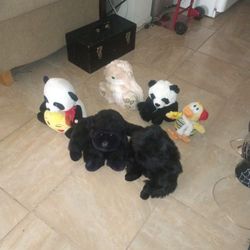 Teddy Bears 6 for $3