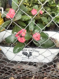planta corona de cristo