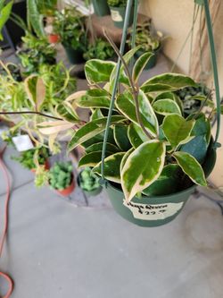 Hoya Queen 6" Pot, Located Riverside / Grand Terrace