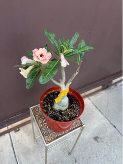 Xl bonsai desert rose in 8” pot