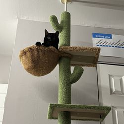  Cat Tree And Carrier