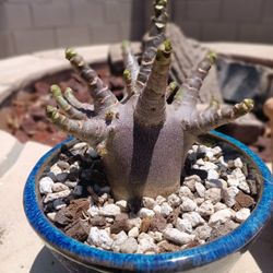 Arabicum Black Diamond 
