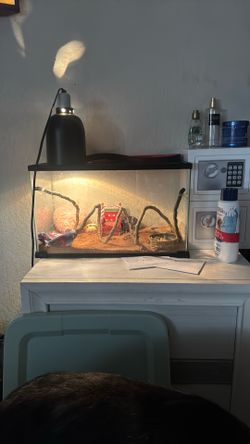 Dragon tank with bedding and light