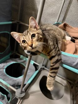 Kitty City - Catio Indoor/Outdoor