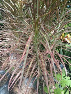 Dracaena marginata 7gl $45