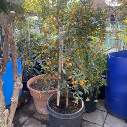 Kumquat Plant For Sale
