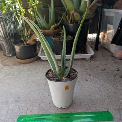 Aloe Plant 4
