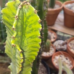 Variegated Euphorbia Ammak 