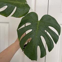 Monstera Deliciosa plant CUTTING- rooted