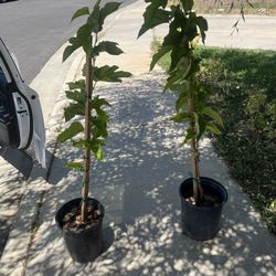 Mulberry Fruitless Treees( Shade Tree) Pot Ready To Play Roots Are Long And Healthy / Arbol De Mora Sin Fruita(30 Each)
