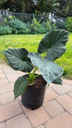 Regal Shield Alocasia in pot
