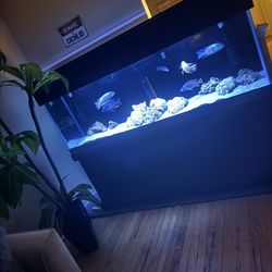 Fish Tank 