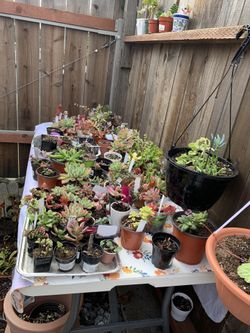 Variedad De Plantas 🪴 Muchas Están Floriando