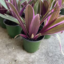 Tradescantia Plants 🪴