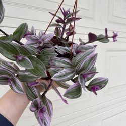 Beautiful Tradescantia Nanouk Plant With Hanging Pot