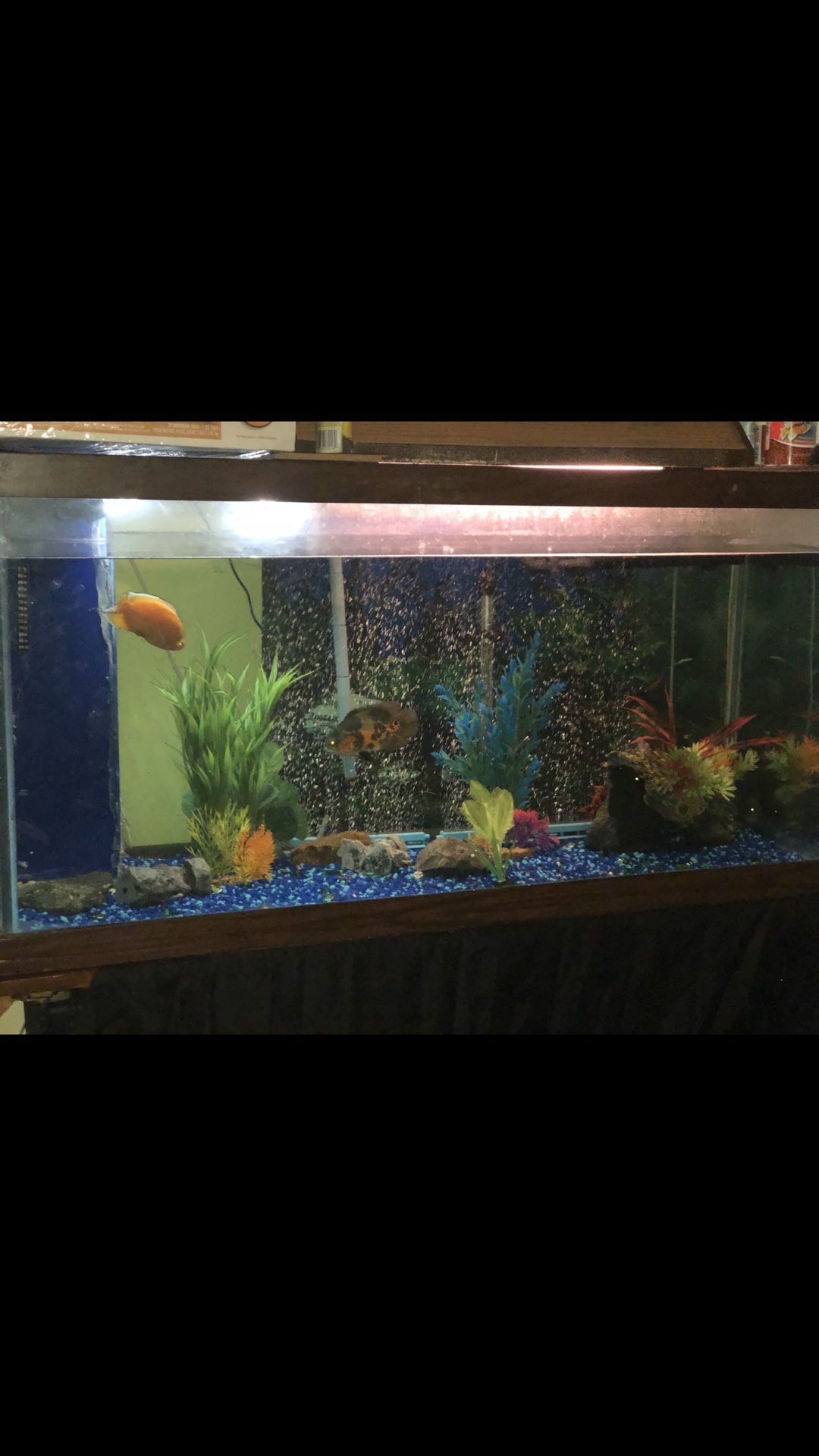 Fish aquarium