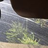Check Description 