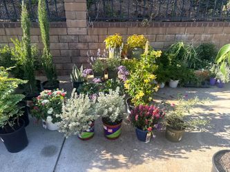 Plant sale 50% off