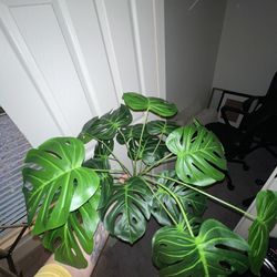 Fake Monstera Foliage