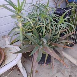 Big Aloe Vera Plant $35 Firm Price No Holds Local Pickup